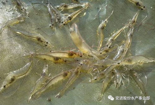 十万成本能否养殖对虾，需考虑养殖技术、饲料成本及市场行情