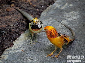 红白腹锦鸡养殖需适宜气候、充足食物和充足空间