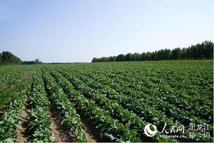 品种选择，北柴胡梗胜一筹