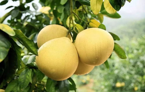 产量与品质如何？实测报告揭晓