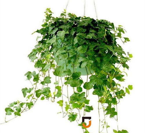 紫云英与油茶的神奇组合