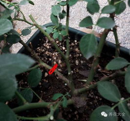 花草修剪后为什么会持续滴水呢？