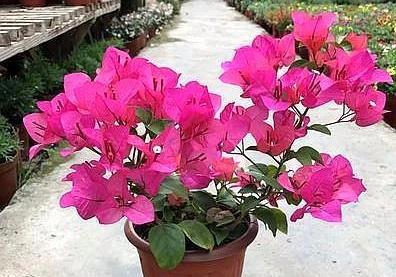 哈尔滨秋季开什么花，实测种植这三个品种嫩省30%养护费吗？