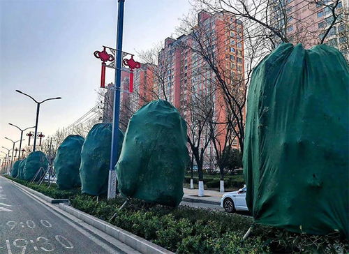 绿植出租：城市空间的自然焕新魔法