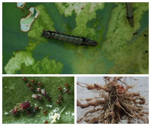 阿维菌素：小小虫子的克星