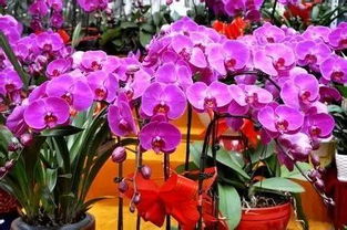 玉泉营花卉市场，花卉品种丰富