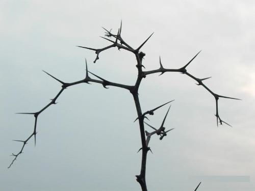 带刺的树叫什么树？它们有什么忒别的意思？