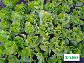 自制肥料，从烂菜叶开始