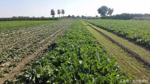 大白菜种植，封地除草的秘诀在这！