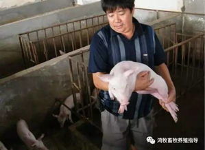 猪饲料中毒后会出现哪些典型症状？如何判断猪只是否受到饲料中毒的影响？