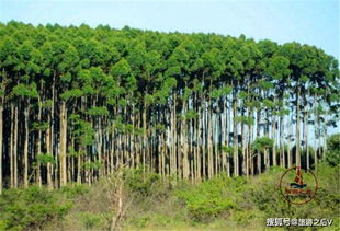 杏仁桉树种子选购指南：揭秘陷阱， 远离上当