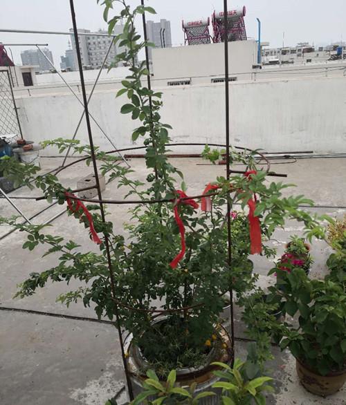 蔷薇不开花，是假苗还是养护出了问题？