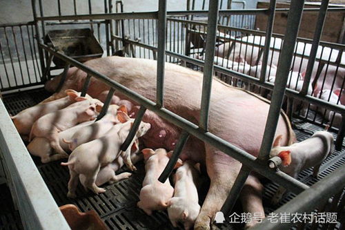 优化猪舍环境，科学饲养管理