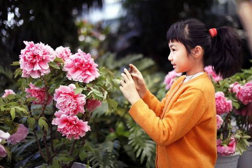 冬季光照， 盆栽牡丹的阳光伙伴