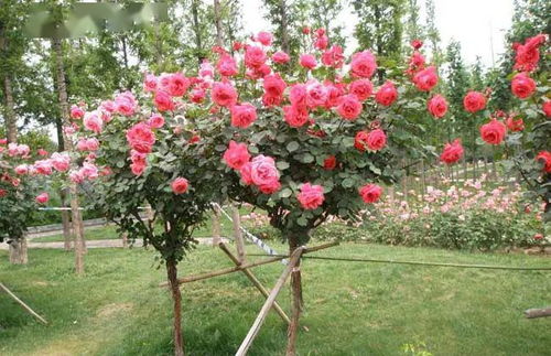 濮阳市花月季， 人文景观与文化底蕴