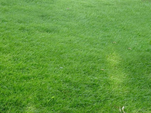 夏天草坪修剪真的省40%养护费吗？