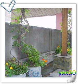 屋顶种植紫藤花的缺点