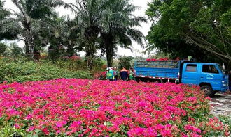 二、 花园林的实用功Neng，你猜对了没