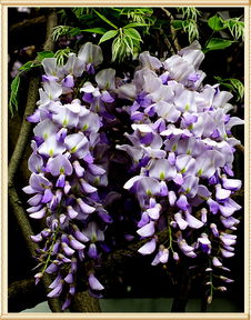 紫藤花通常在什么季节开花呢？