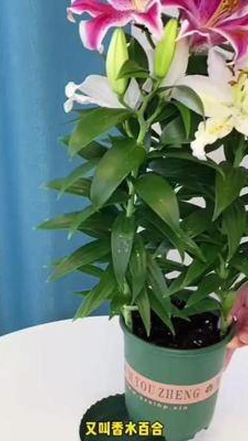 芦荟一年开几次花？每次开花有什么特别之处
