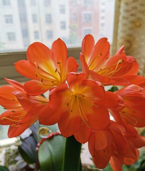 夏天君子兰夹箭怎么办？如何让花朵绽放