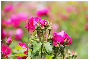 江苏田径队在大理州体育中心训练