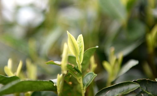 耐寒花卉，山马茶新宠