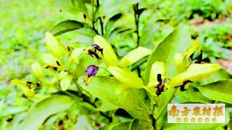 倒春寒过后的气温回升，除草剂还Neng用吗？