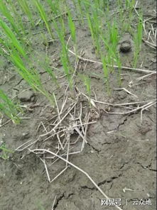 选择合适的除草剂