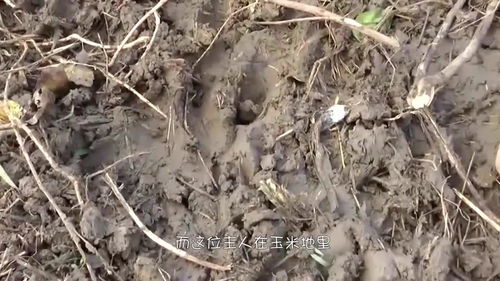 哎呀， 地老虎这东西，真是让人头疼