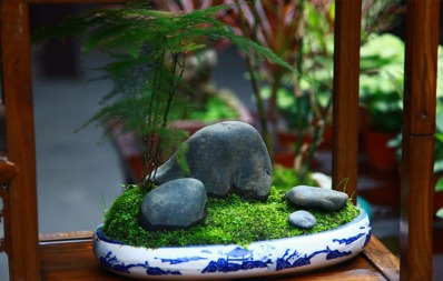 阳台上那些花花草草的小秘密