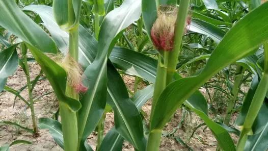 甲维盐：田间杀虫的神秘力量