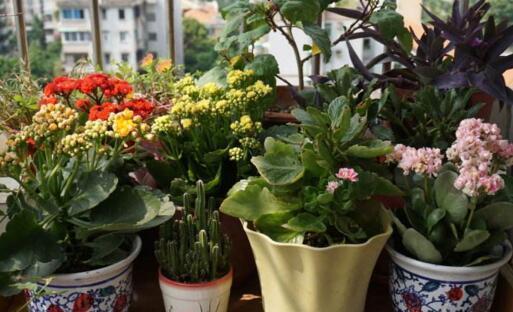 长寿花叶绿花多秘籍，打造爆款种植新宠