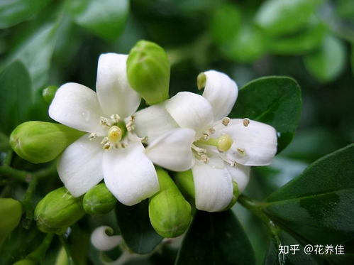 米兰浇水过多，如何补救才能恢复生机