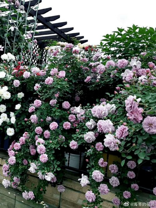 一、两种花儿，各有特色