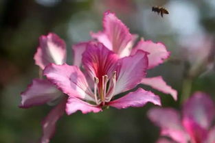 华农的校花：紫荆花与黄花风铃木