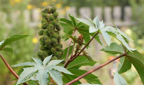 先说说 咱们得说说蓖麻种植的小秘密：