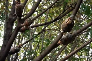 树木的价格与查询