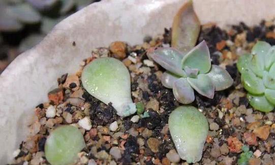 吉娃莲一次浇水多少合适？揭秘三季实测数据与防烂根秘籍