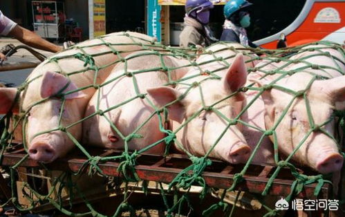 育肥猪副猪、传胸如何区分防治？养殖户必kan！