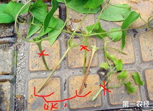 枝条选当年生还是老枝好？