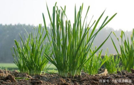 韭菜出苗后的除草