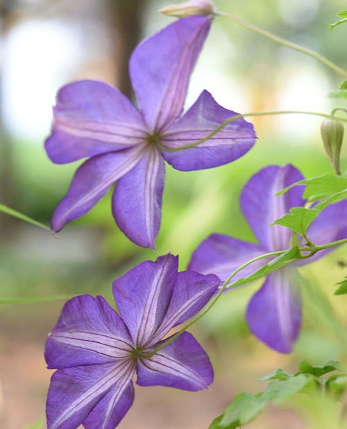 种植花的小秘密