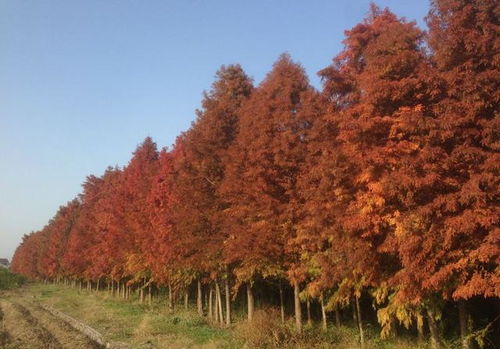 2020年十大推介树种大盘点！商机等你来抓那个！