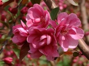 北美海棠行情堪涨，这8个品种未来价格反弹，是昙花一现还是持续升温呢？