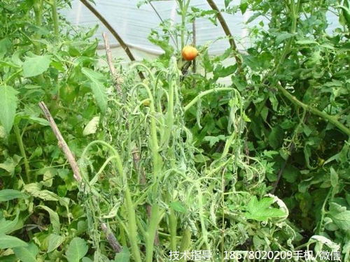 番茄叶片萎蔫之谜：枯萎后能否继续结果？