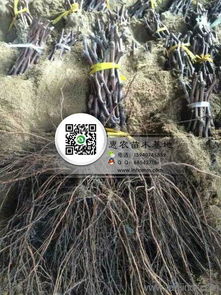 金叶水蜡的美丽身影