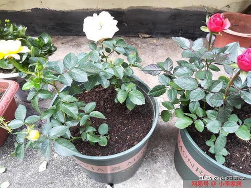 月季黑魔术：一种忒别的品种