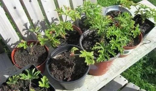 狼和植物的小秘密