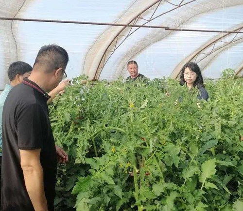 百草枯：接触性除草剂